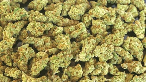 Maconha medicinal ou recreativa de alta qualidade Slow Dolly Shot