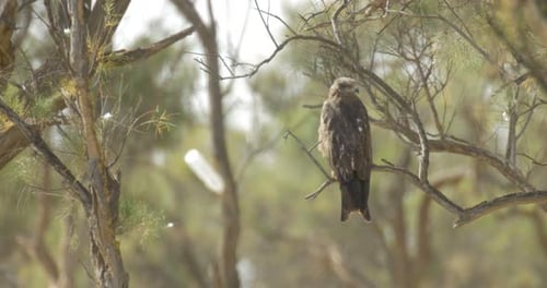 Eagle Perched on Branch Then Flies Away
