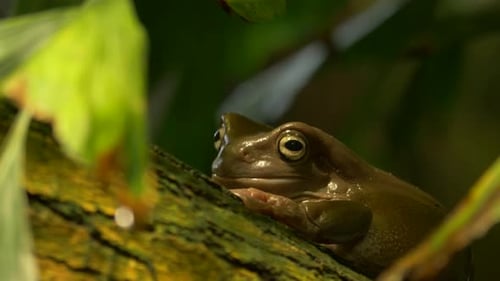 Beautiful footage of an Australian green tree frog (Ranoidea caerulea).