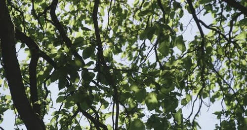 tree with green leaves and blue sky