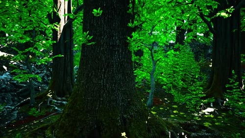 A Lush Green Forest with Tall Trees