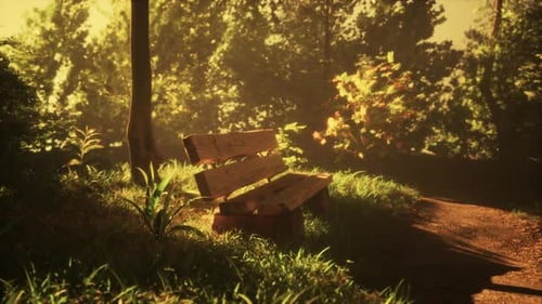 Park Bench Under the Trees on a Summer Morning