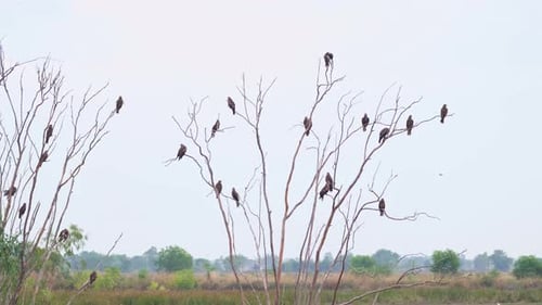 Birds Perched on Bare Trees in Rural Landscape