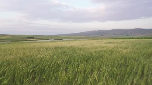 Aerial View Of Wheat Field Lake And Farmland