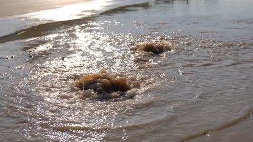 Murky Water Coming Out From Underground Ruptured Pipe. - close up