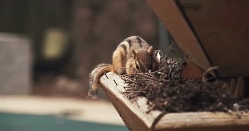 Chipmunk beim Essen
