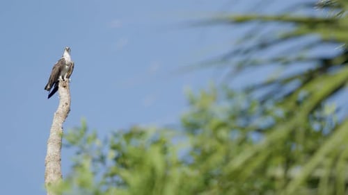 Majestic Osprey Perched High on Tree Branch