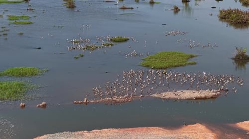 Aerial view of sandpipers flock in coastal marsh