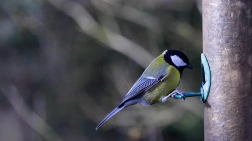 4K-Zeitlupenaufnahmen eines Vogels, der auf einer Vogelsämaschine landet und Samen frisst.