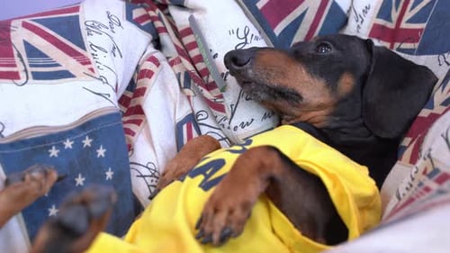 Un chien paresseux âgé et fatigué est allongé sur le dos sur le lit, se balance et se retourne avec les pattes levées