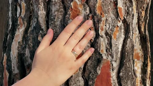Weibliche Hand, die die Rinde einer Kiefer im Wald berührt und streichelt, Natur, Harmonie, Ruhe, Entspannung