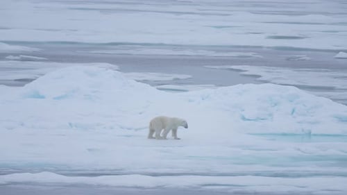 Lonely Polar Bear Walking on Ice Platform by Arctic Sea, Slow Motion