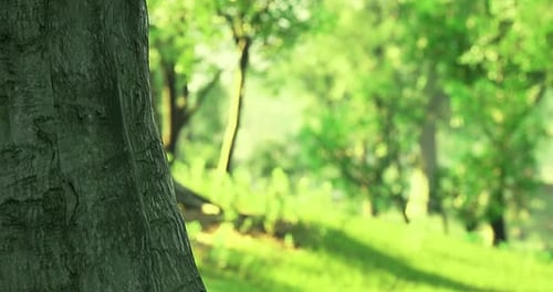 Exploring a Vibrant Forest with Lush Greenery and Tree Trunks in Focus