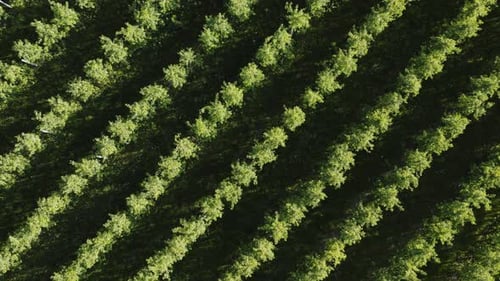 Top Down Aerial View Agricultural Farmer Field Green Apple Trees Planted in Row Drone Flies Over