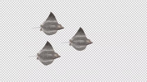 Three Bullnose Eagle Ray Transparent Background