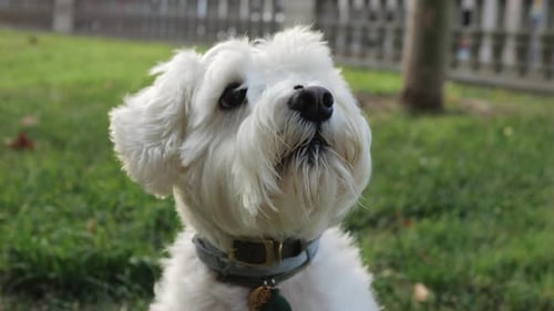 Sweet White Dog Sitting on Grass, Close-up