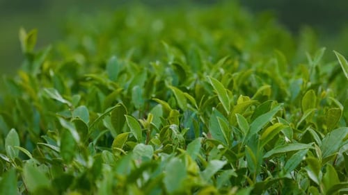 Tea Leaves Young Green Leaves on the Tea Bush Close Up Tea Bush on Plantations in Morning Light Raw
