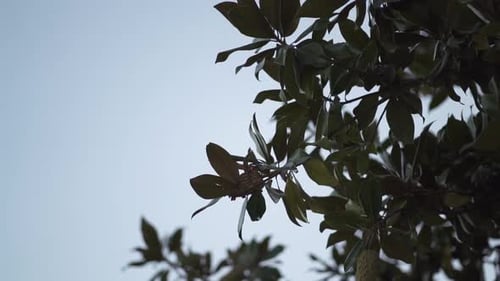 Tree Branch with Dense Green Leaves