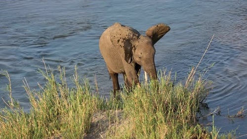 Afrikanischer Elefant in einem Fluss, Krüger-Nationalpark