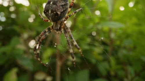 Une araignée tisserande d'orbe géante construit sa macro Web en gros plan