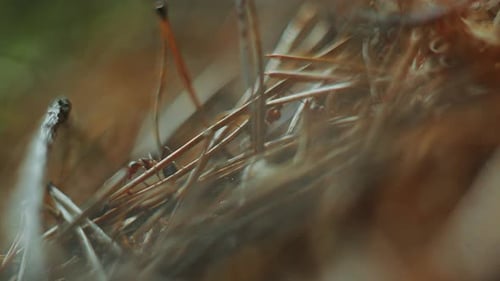 Makroaufnahme von Ameisen, die auf Tannennadeln im Waldnest rennen