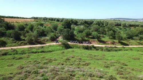 horse riding in the nature 3