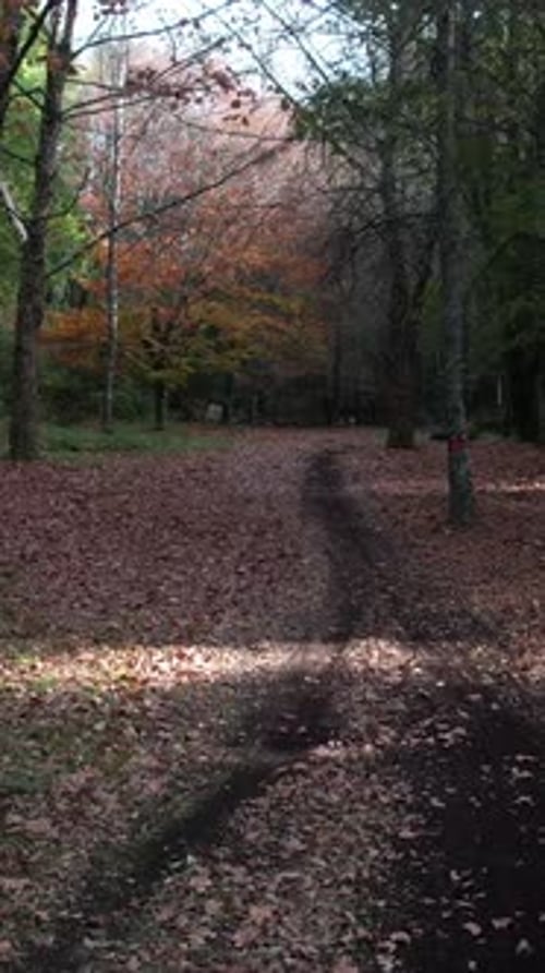Vertical Video of Path in Autumn Forest