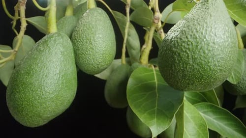 Bewegung entlang von Zweigen mit hängenden Avocadofrüchten. Nahaufnahme auf schwarzem Hintergrund, mit Sonnenstrahlen
.