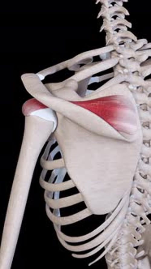 Supraspinatus Muscle Movement Vertical Video