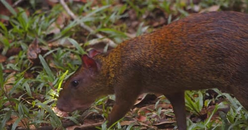 Agouti foraging in a forest floor covered with green grass and brown leaves