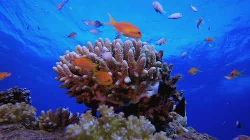 Tropical Fish Swimming around Colorful Coral Reef