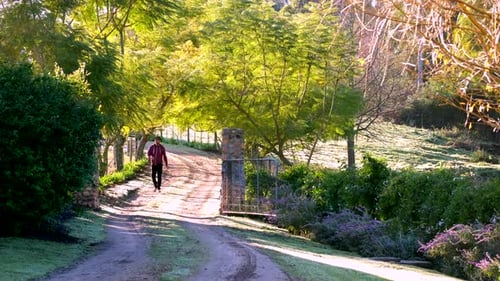 Man walks pet dog down scenic country farm road lined with trees at sunrise