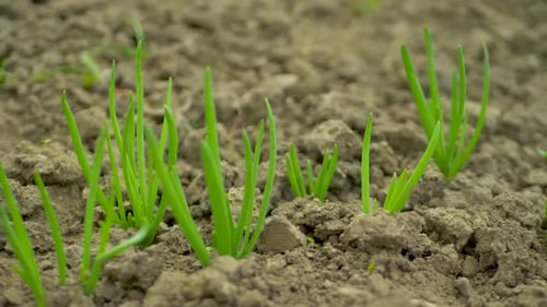 Farmers Plant Organic Onions in Fields During Spring