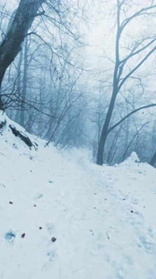 Vertical Winter Forest Walk POV