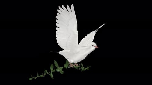 Peace Dove - Pombo branco com ramo de oliveira verde - Flying Loop - Ângulo frontal - Alpha Channel