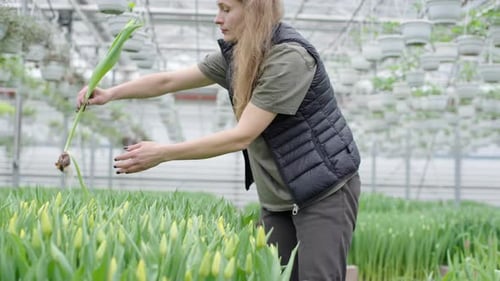 Female worker in a greenhouse tends to a row of tulip plants