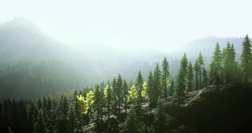 Sunlight Filtering Through Trees in a Misty Forest Landscape