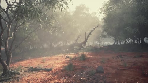 Misty Forest with Sun Rays and Red Soil