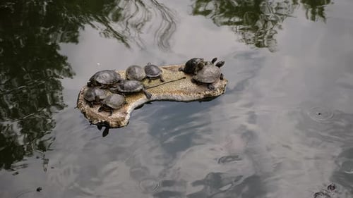 Nahaufnahme vieler Schildkröten auf einem Felsen in einem Teich mit dunkelgrünem Wasser