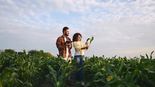 Against cloudy sky. Man and woman are on the corn agricultural field.