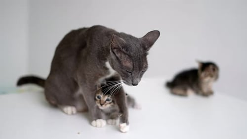 Cat mom with cute kitten.