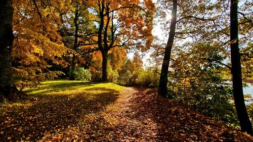 POV shot of walking in a forest with sunlight falling on ground covered with orange fallen leaves