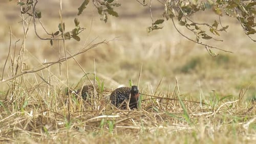 Francolin male in field
