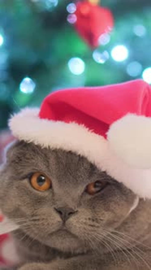 Cute Cat in Santa Claus Costume on the Background of a Christmas Tree Happy New Year