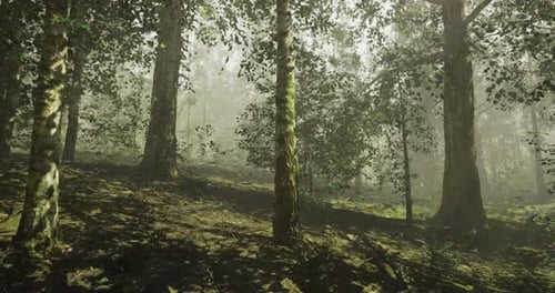Slow Movement Through Ethereal Misty Forest with Sun Rays