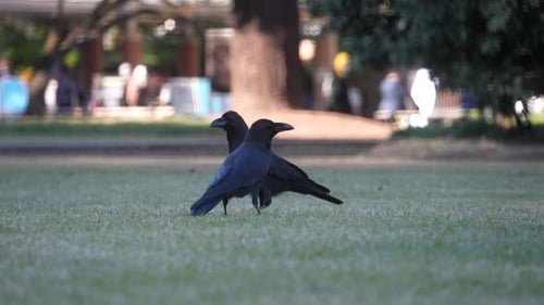 Pair Of Japanese Jungle Crow Walking And Foraging On Grass In Park At Daytime In Tokyo, Japan. - clo