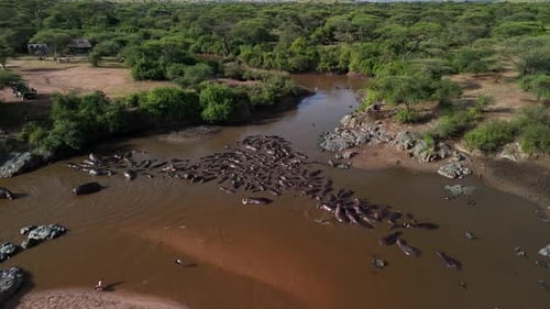 Serene Hippo Pool in the Wild
