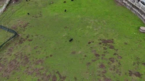 Luftaufnahme eines Feldes mit Weidetieren in ländlicher Umgebung