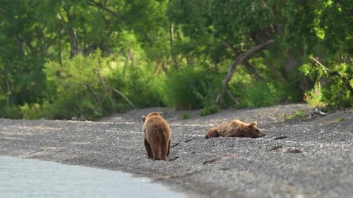 Brown Bear scouting for Salmon fish in a river stream at Kamchatka, Russian federation