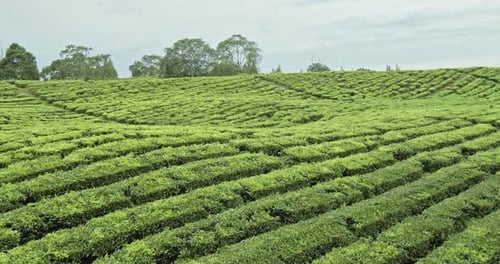 Blick auf Grünteeplantagen auf riesigem Land